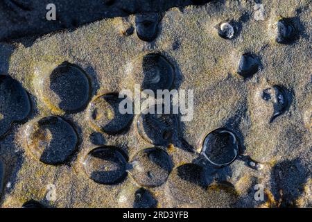 Piddock Clam Holes in roccia solida sulla spiaggia di Shi Shi vicino a Point of Arches, Olympic National Park, Washington State, USA Foto Stock