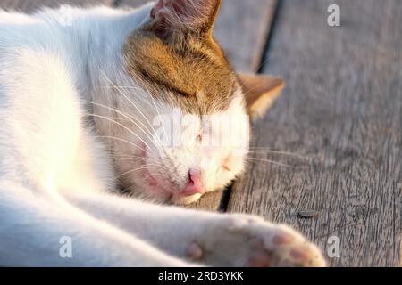 Ravvicinare il gatto addormentato sdraiato sul pavimento di legno. Messa a fuoco selettiva della zampa del gatto. Foto Stock