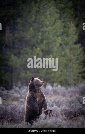 Una mucca da orso marrone adulta, nota come #399, si alza mentre guarda la folla di visitatori del parco riuniti per osservare lei e il suo cucciolo di primavera al Grand Teton National Park di Moose, Wyoming. L'orso n. 399 è il più antico orso grizzly documentato nell'area di Greater Yellowstone ad avere un taglio all'età di 27 anni. Foto Stock