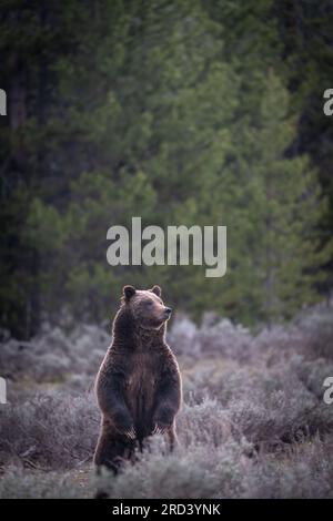 Una mucca da orso marrone adulta, nota come #399, si alza mentre guarda la folla di visitatori del parco riuniti per osservare lei e il suo cucciolo di primavera al Grand Teton National Park di Moose, Wyoming. L'orso n. 399 è il più antico orso grizzly documentato nell'area di Greater Yellowstone ad avere un taglio all'età di 27 anni. Foto Stock