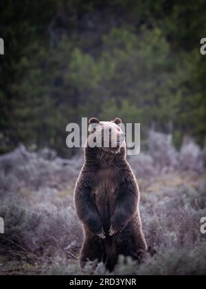 Una mucca da orso marrone adulta, nota come #399, si alza mentre guarda la folla di visitatori del parco riuniti per osservare lei e il suo cucciolo di primavera al Grand Teton National Park di Moose, Wyoming. L'orso n. 399 è il più antico orso grizzly documentato nell'area di Greater Yellowstone ad avere un taglio all'età di 27 anni. Foto Stock