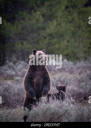 Una mucca da orso marrone adulta, nota come #399, si alza mentre guarda la folla di visitatori del parco riuniti per osservare lei e il suo cucciolo di primavera al Grand Teton National Park di Moose, Wyoming. L'orso n. 399 è il più antico orso grizzly documentato nell'area di Greater Yellowstone ad avere un taglio all'età di 27 anni. Foto Stock