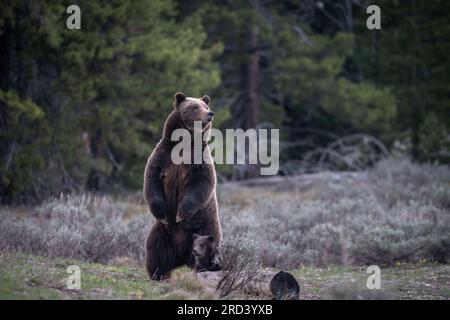 Una mucca da orso marrone adulta, nota come #399, si alza mentre guarda la folla di visitatori del parco riuniti per osservare lei e il suo cucciolo di primavera al Grand Teton National Park di Moose, Wyoming. L'orso n. 399 è il più antico orso grizzly documentato nell'area di Greater Yellowstone ad avere un taglio all'età di 27 anni. Foto Stock