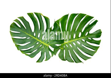 Foglie di monstera foglie con isolare su sfondo bianco lascia su bianco Foto Stock