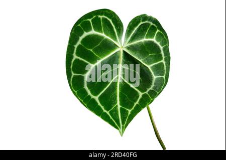 Anthurium Heart Anthurium clarinervium isolate su sfondo bianco Foto Stock