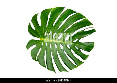 Foglie di monstera foglie con isolare su sfondo bianco lascia su bianco Foto Stock