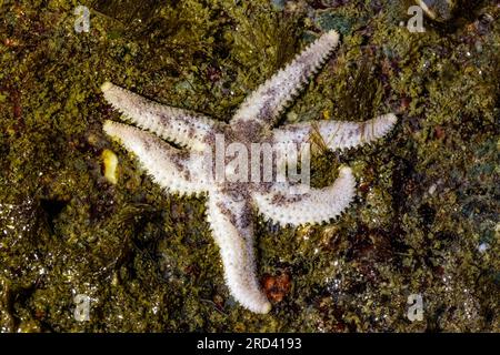 Drab Six-Armed Star, Leptasterias hexactis, Point of Arches, Olympic National Park, Washington State, USA Foto Stock