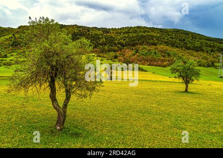 prati ricoperti di fiori gialli e mandorli in primavera Foto Stock