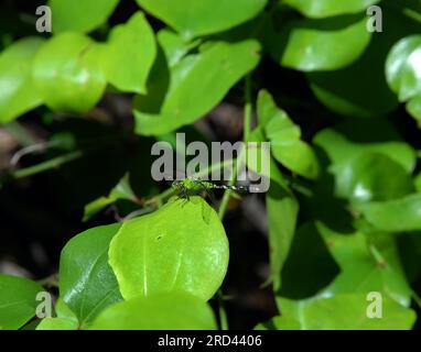 La libellula verde brillante poggia sulla foglia di una vite. Circondato da foglie verdi, la libellula è mimetica. Foto Stock