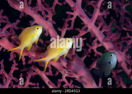 Pacific Basslet, Female, Pseudanthias huchtii, Raja Ampat, West Papua, Indonesia Foto Stock