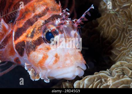 Shortfin Lionfish, Dendrochirus brachypterus, Raja Ampat, Papua Occidentale, Indonesia Foto Stock