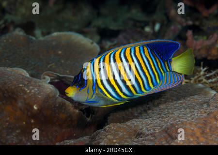 Regal Angelfish, Pygoplites diacanthus, Raja Ampat, Papua Occidentale, Indonesia Foto Stock