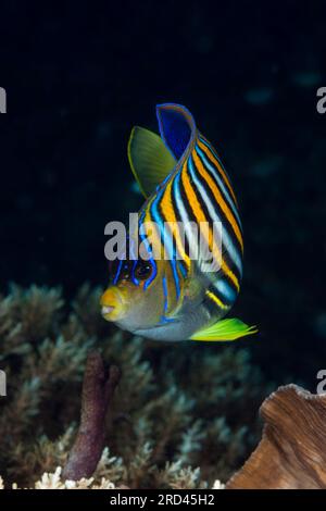 Regal Angelfish, Pygoplites diacanthus, Raja Ampat, Papua Occidentale, Indonesia Foto Stock