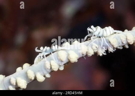 Gambero commensale Black Coral, Pontonides unciger, Raja Ampat, Papua Occidentale, Indonesia Foto Stock