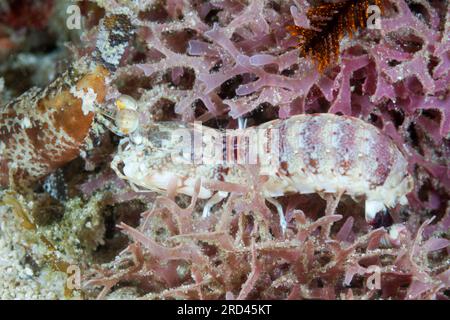 Gamberi Mantis dalle orecchie rosa, Odontodactylus latirostris, Raja Ampat, Papua Occidentale, Indonesia Foto Stock