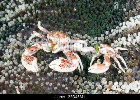 Granchio di porcellana in Anemone, Neopetrolisthes maculatus, Raja Ampat, Papua Occidentale, Indonesia Foto Stock