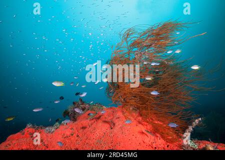 Colorata Barriera Corallina, Raja Ampat, Papua occidentale, in Indonesia Foto Stock