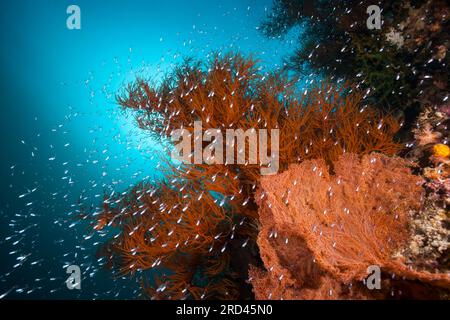 Colorata Barriera Corallina, Raja Ampat, Papua occidentale, in Indonesia Foto Stock