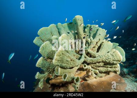 Barriera corallina con Tube Sponge, Raja Ampat, Papua Occidentale, Indonesia Foto Stock