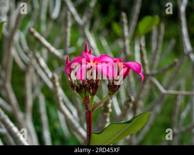 Fiore viola di Kamboja (Plumeria), un genere di piante da fiore della famiglia delle Apocynaceae, noto anche come lei Flowers e Frangipani. Foto Stock