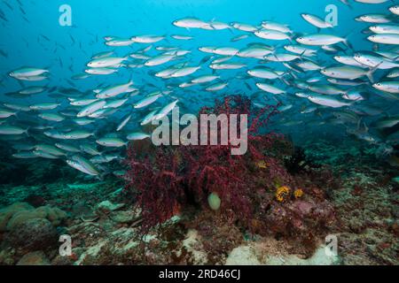 Fucilieri sulla barriera corallina, Pterocaesio tesselata, Raja Ampat, Papua Occidentale, Indonesia Foto Stock