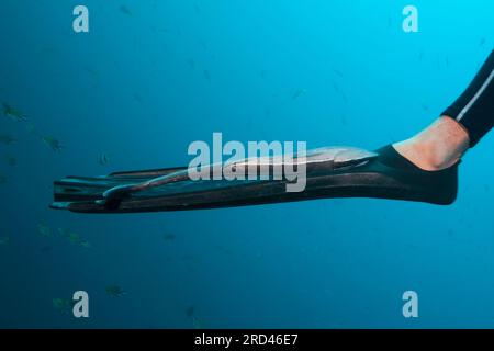 Suckerfish on Divers fin, Echeneis naucrates, Raja Ampat, West Papua, Indonesia Foto Stock