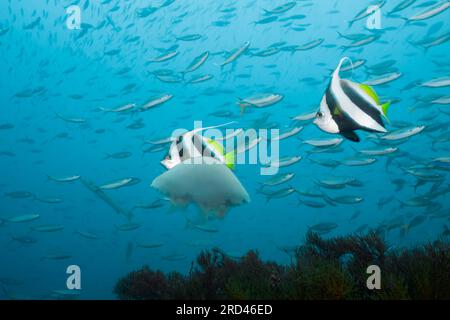 Meduse galleggianti in mare, Raja Ampat, Papua Occidentale, Indonesia Foto Stock