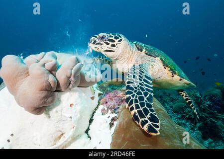 Hawksbill Tartarughe Marine, Eretmochelys imbricata Raja Ampat, Papua occidentale, in Indonesia Foto Stock