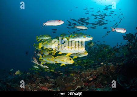 Secca di giallo-nastro, Sweetlips Plectorhinchus polytaenia Raja Ampat, Papua occidentale, in Indonesia Foto Stock