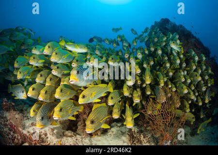 Secca di giallo-nastro, Sweetlips Plectorhinchus polytaenia Raja Ampat, Papua occidentale, in Indonesia Foto Stock