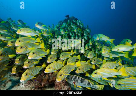 Secca di giallo-nastro, Sweetlips Plectorhinchus polytaenia Raja Ampat, Papua occidentale, in Indonesia Foto Stock