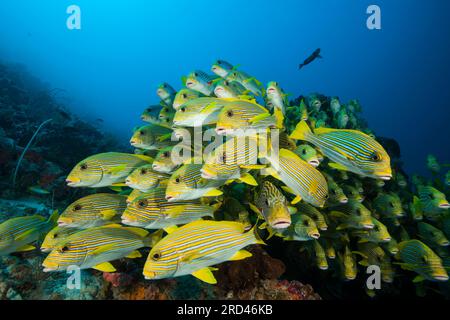 Secca di giallo-nastro, Sweetlips Plectorhinchus polytaenia Raja Ampat, Papua occidentale, in Indonesia Foto Stock