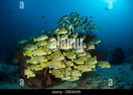 Secca di giallo-nastro, Sweetlips Plectorhinchus polytaenia Raja Ampat, Papua occidentale, in Indonesia Foto Stock