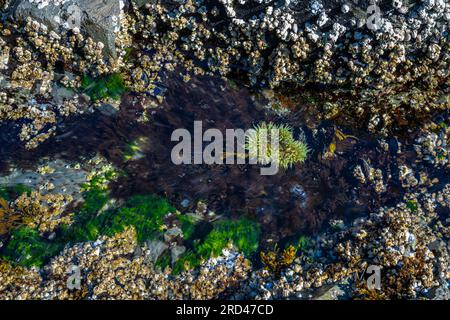 Piscina di marea sulla costa rocciosa dell'isola di Vancouver Foto Stock