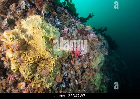 Warty Sponge sott'acqua nel fiume San Lorenzo Foto Stock