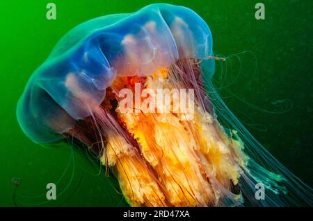 Meduse di Mane del Leone che si tuffano sott'acqua nel golfo di st.Lawrence Foto Stock