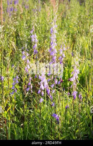 Campanula fiore di campana blu in giardino. Prato fiorito con campanelle blu. Foto Stock