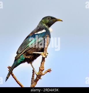 Un bellissimo uccello Tui su un ramo in nuova Zelanda Foto Stock