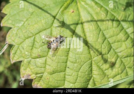 Un hoverfly riposante con il nome comune di "il calciatore" (Helophilus pendulus) Foto Stock