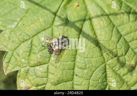 Un hoverfly riposante con il nome comune di "il calciatore" (Helophilus pendulus) Foto Stock