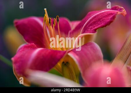 Fiore di giglio diurno rosa viola, vivace e lussureggiante, da vicino Foto Stock