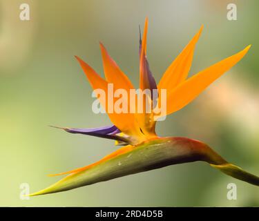 Un vero e proprio paradiso fiorito di uccelli fioriti Foto Stock