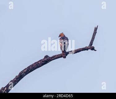 Un'aquila intercambiabile che poggia su un ramo Foto Stock