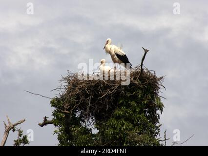 Cicogne sul loro nido presso il Knepp Estate West Sussex, Inghilterra Foto Stock