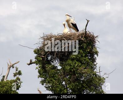 Cicogne sul loro nido presso il Knepp Estate West Sussex, Inghilterra Foto Stock