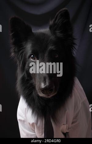 Cane in costume. Cane che indossa una camicia bianca e una cravatta su sfondo nero Foto Stock