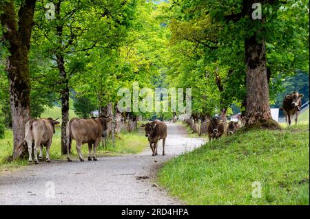 Percorso attraverso un pascolo di mucche nelle Alpi Bavaresi Foto Stock