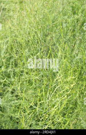 Delicate fronde di piante asparagi lasciate per andare ai semi Foto Stock