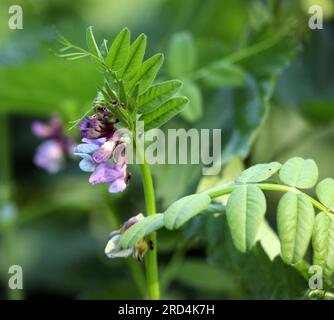 Vicia sepium cresce tra le erbe selvatiche Foto Stock