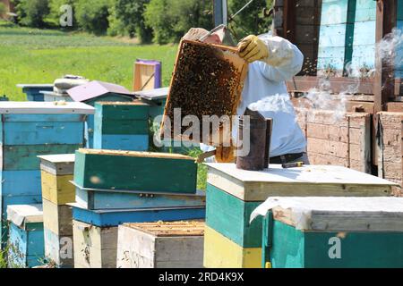 Un apicoltore ispeziona i pettini delle api in un apiario nomade Foto Stock